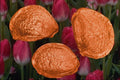 704057 Tulip Seeds (Tulipa Gesneriana) A4 Photo Print