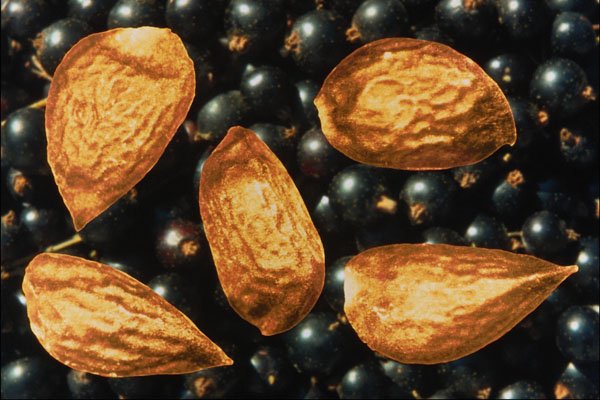 704061 Black Currant Seeds (Ribes Nigrum) A4 Photo Print