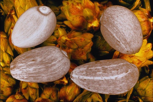 704062 Artichoke Seeds (Cynara Scolymus) A4 Photo Print