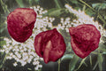 704065 Black elderberry seeds (Sambucus nigra) A4 Photo Print