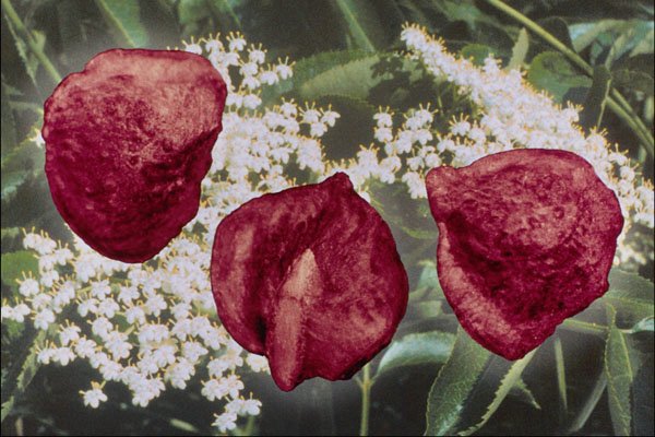 704065 Black elderberry seeds (Sambucus nigra) A4 Photo Print