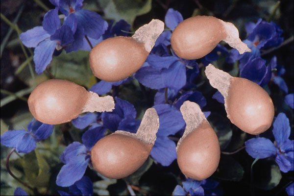 704067 Violet Seeds (Viola Papilionacea) A4 Photo Print