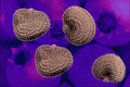 704068 Bladder Campion Seeds (Silenevulgaris) A4 Photo Print