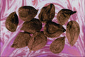 704069 Sweet William Seeds (Dianthus Barbatus) A4 Photo Print