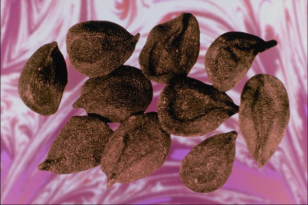 704069 Sweet William Seeds (Dianthus Barbatus) A4 Photo Print