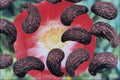 704071 Field Poppy Seeds (Papaver Rhoeas) A4 Photo Print