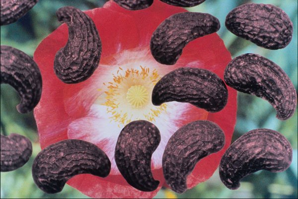 704071 Field Poppy Seeds (Papaver Rhoeas) A4 Photo Print