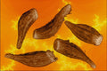 704072 Gazania Seeds (Gazania Rigens) A4 Photo Print