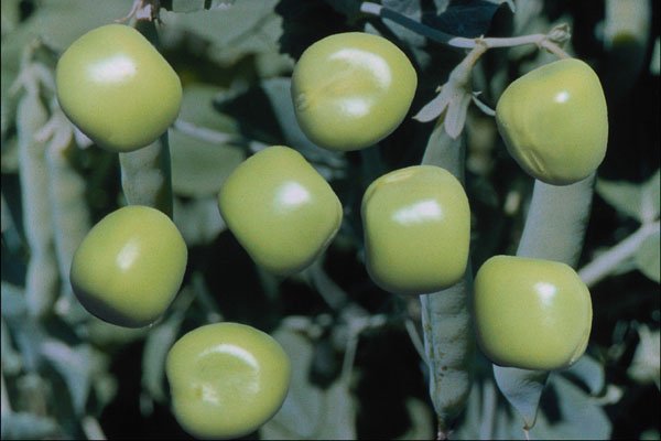 704075 Green Peas (Pisum Sativum) A4 Photo Print