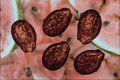 704079 Watermelon seeds (Citrullus vulgaris) A4 Photo Print