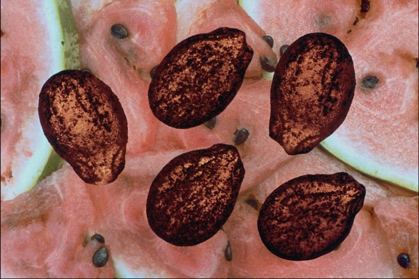 704079 Watermelon seeds (Citrullus vulgaris) A4 Photo Print