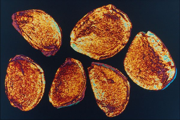 704081 Tulip Seeds (Tulipa Gesneriana) A4 Photo Print