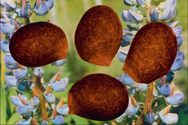 704082 Lupine Seeds (Lupinus Perennis) A4 Photo Print