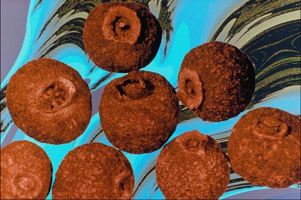 704086 Allspice (Pimenta Officinalis) A4 Photo Print