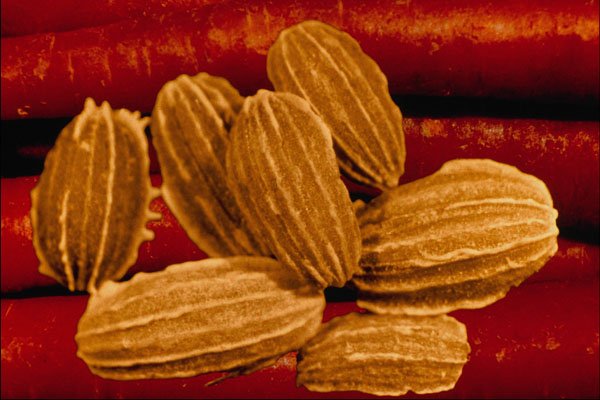 704087 Carrot Seeds (Daucus Carota) A4 Photo Print