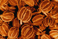 704088 Celery Seeds (Apium Graveolens) A4 Photo Print