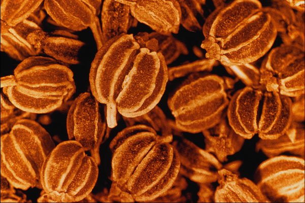 704088 Celery Seeds (Apium Graveolens) A4 Photo Print