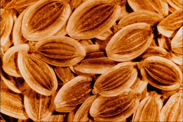 704089 Dill Seeds (Anethum Graveolens) A4 Photo Print
