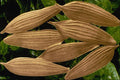 704092 Lettuce Seeds (Lactuca Sativa) A4 Photo Print