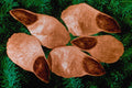 704095 Norway Spruce Seeds (Picea Abies) A4 Photo Print