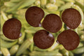 704096 Okra Seeds (Hibiscus Esculentus) A4 Photo Print