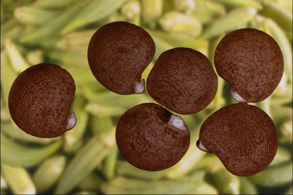 704096 Okra Seeds (Hibiscus Esculentus) A4 Photo Print