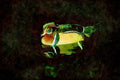 707000 Wood Duck Swimming A4 Limited Edition Watercolour Print