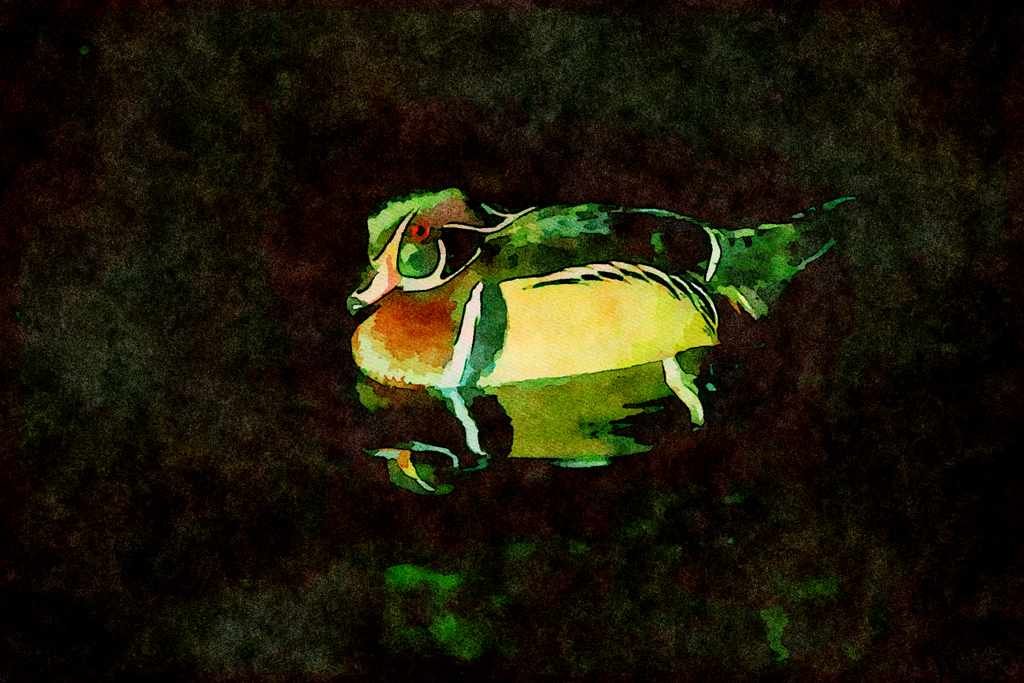 707000 Wood Duck Swimming A4 Limited Edition Watercolour Print