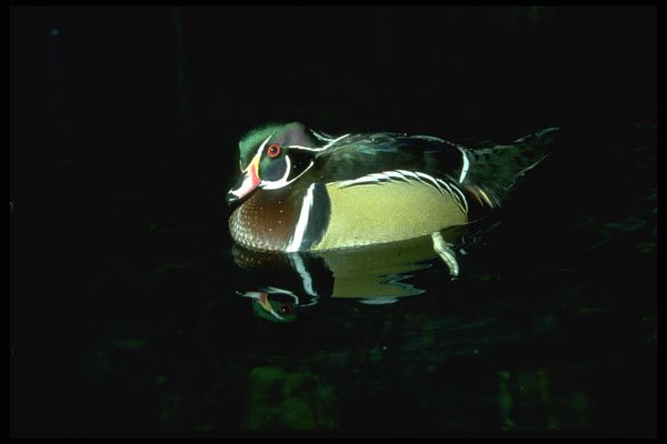 707000 Wood Duck Swimming A4 Photo Print