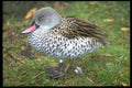 707001 Cape Teal A4 Photo Print