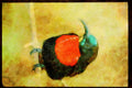 707002 Southern Scarlet chester Sunbird A4 Limited Edition Watercolour Print