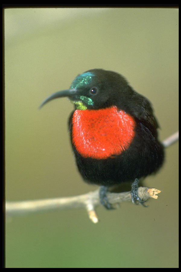 707002 Southern Scarlet chester Sunbird A4 Photo Print