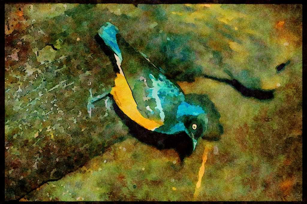 707003 South African Starling A4 Limited Edition Watercolour Print