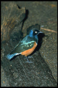 707003 South African Starling A4 Photo Print