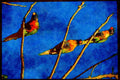 707004 Rainbow Lorikeets A4 Limited Edition Watercolour Print