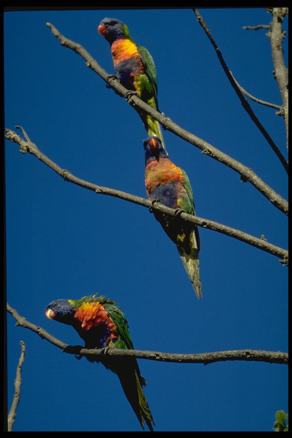 707004 Rainbow Lorikeets A4 Photo Print