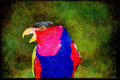 707005 Black capped Lori A4 Limited Edition Watercolour Print