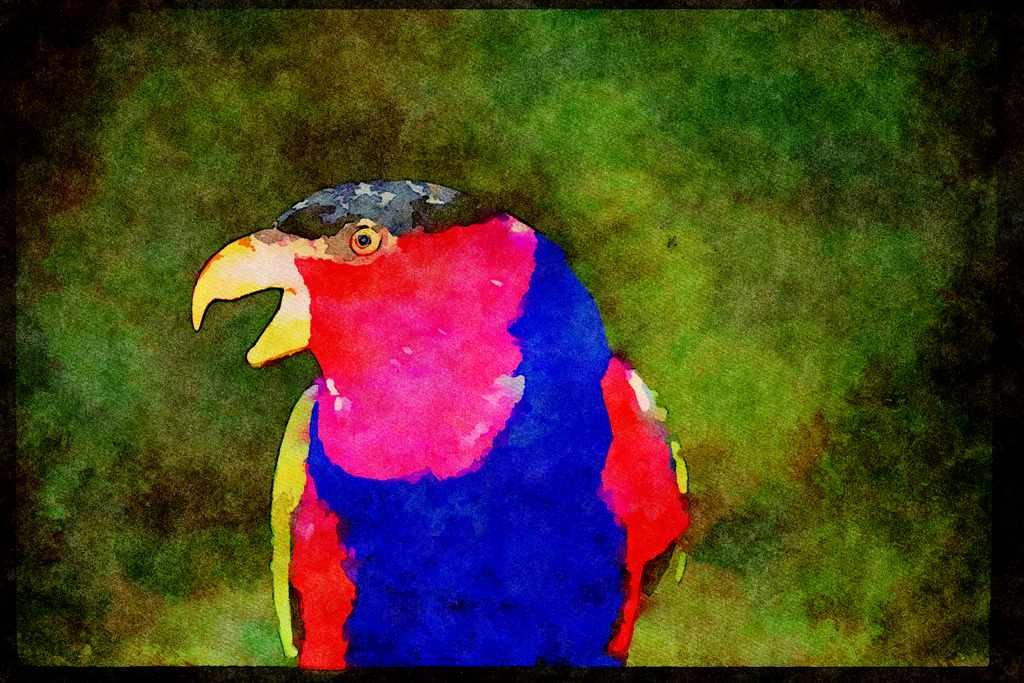 707005 Black capped Lori A4 Limited Edition Watercolour Print
