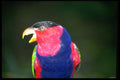 707005 Black capped Lori A4 Photo Print
