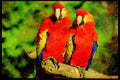 707006 Amazon Parrots A4 Limited Edition Watercolour Print