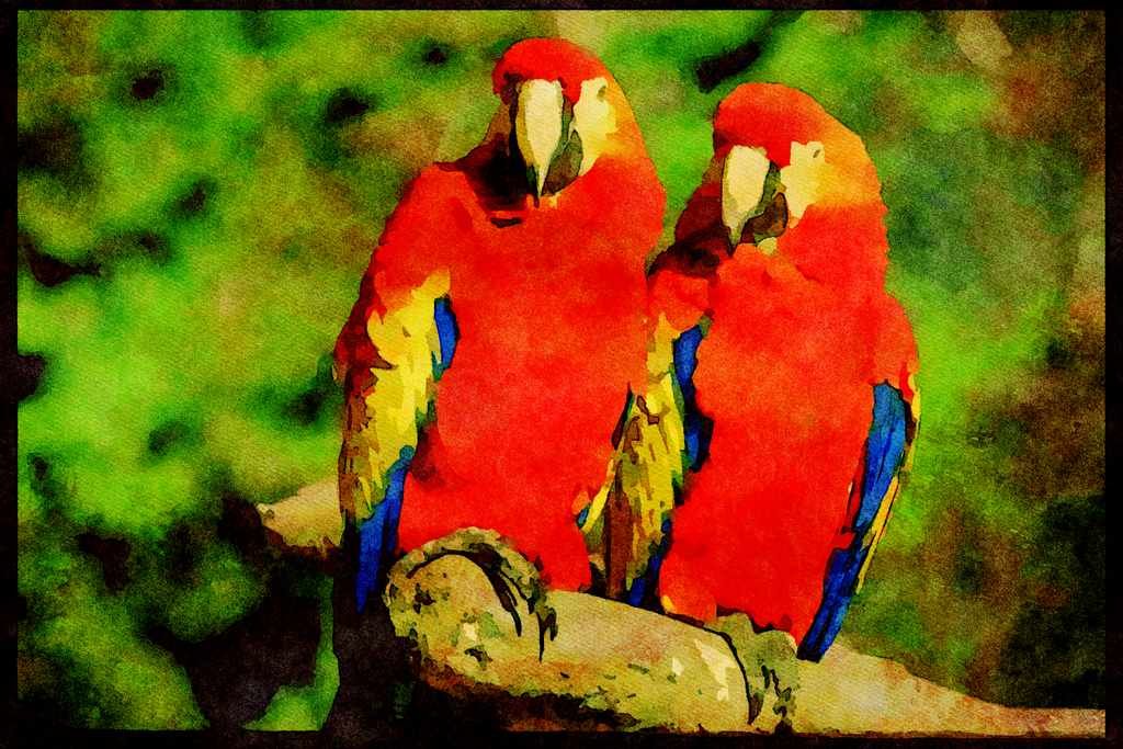 707006 Amazon Parrots A4 Limited Edition Watercolour Print
