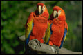 707006 Amazon Parrots A4 Photo Print
