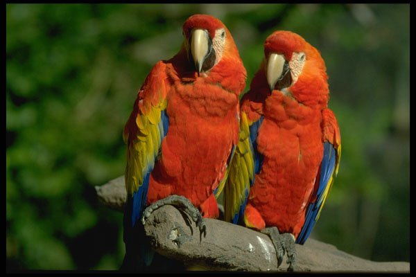 707006 Amazon Parrots A4 Photo Print