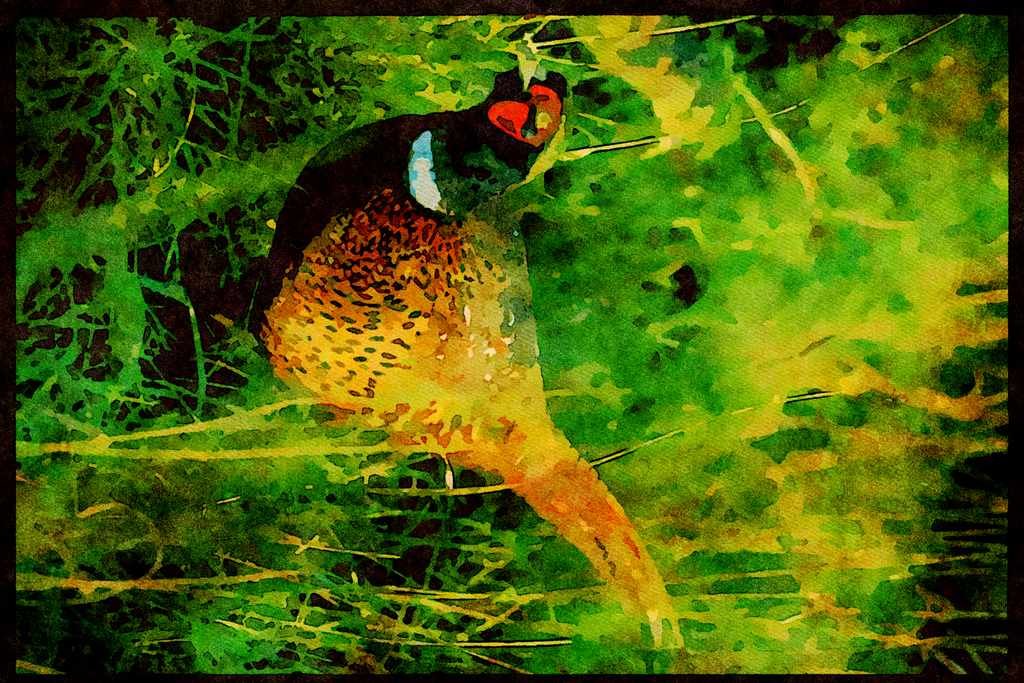 707007 Ring necked Pheasant A4 Limited Edition Watercolour Print