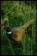 707007 Ring necked Pheasant A4 Photo Print