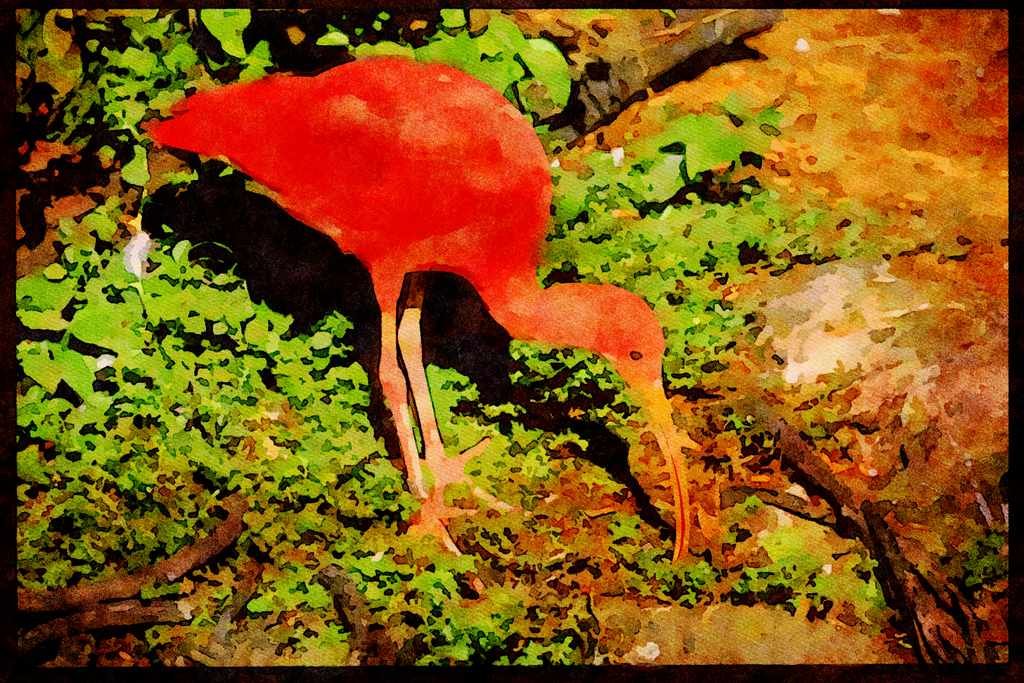 707008 Scarlet Ibis A4 Limited Edition Watercolour Print