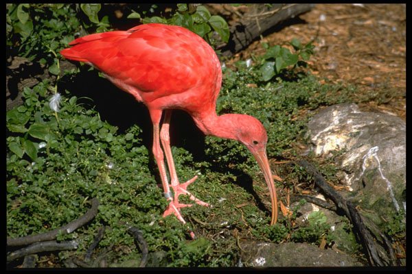 707008 Scarlet Ibis A4 Photo Print