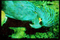 707009 Palm Cockatoo Has Imposing Head dress A4 Limited Edition Watercolour Print