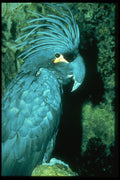 707009 Palm Cockatoo Has Imposing Head dress A4 Photo Print