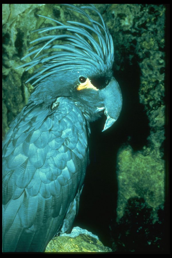 707009 Palm Cockatoo Has Imposing Head dress A4 Photo Print